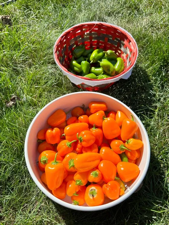 텃밭에서 딴 채소를 담은 바구니